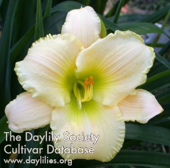 Daylily Frost Avenue